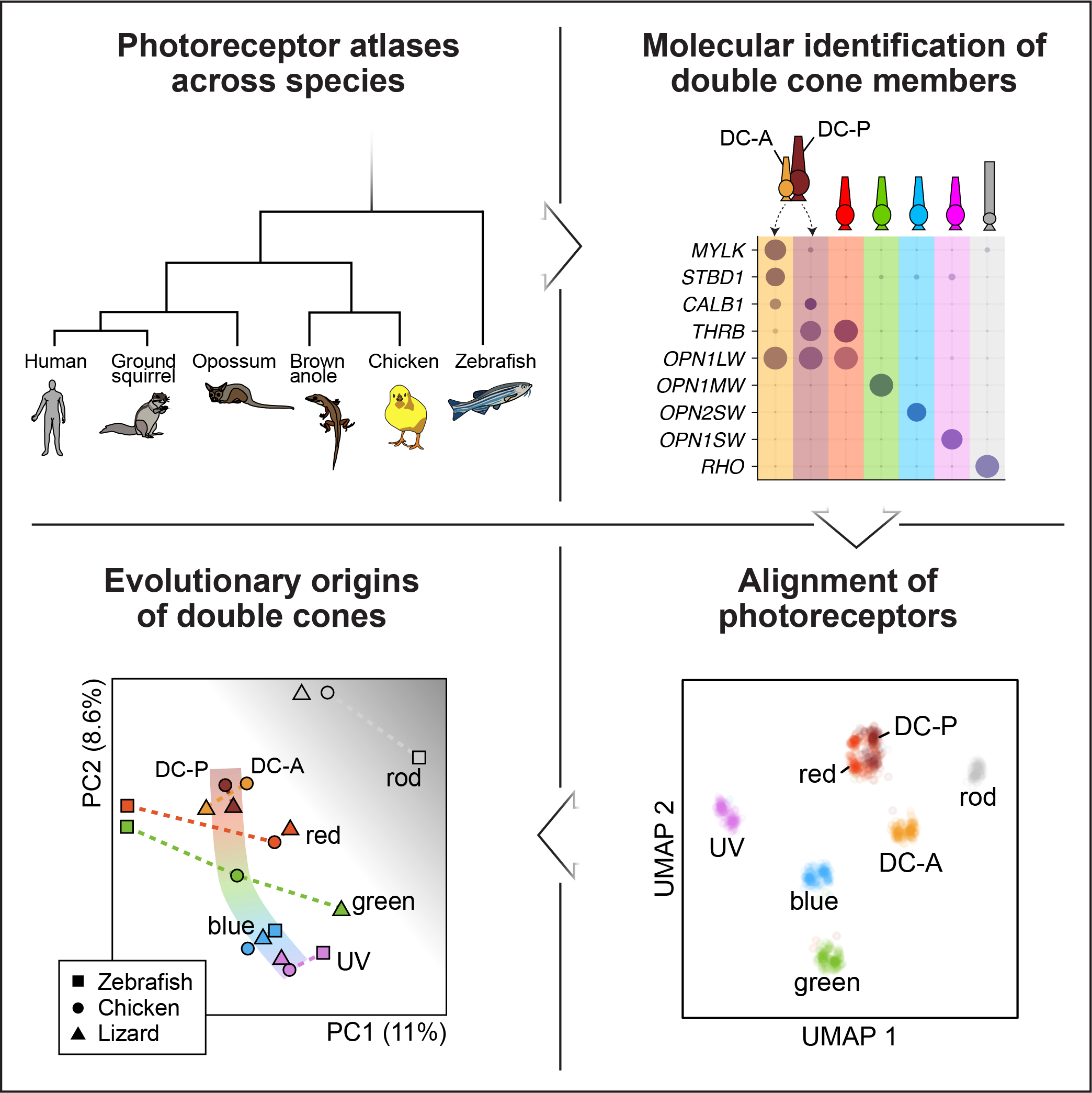 Double cone evolution figure