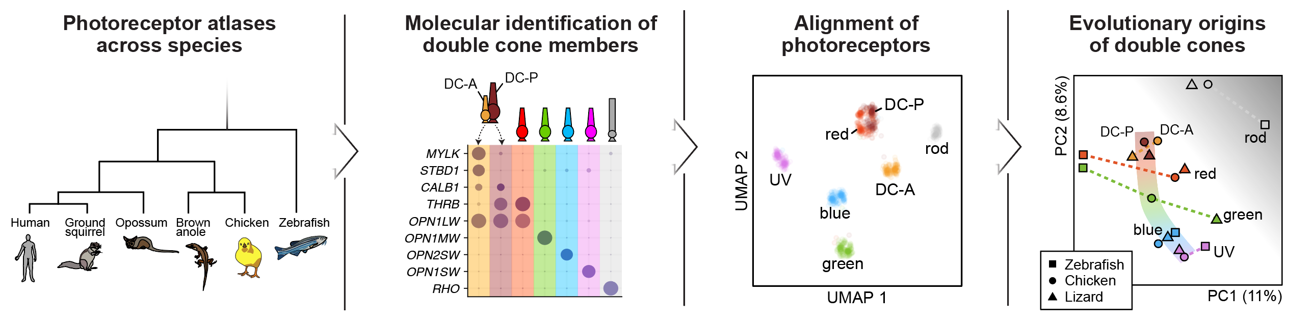Double cone evolution figure